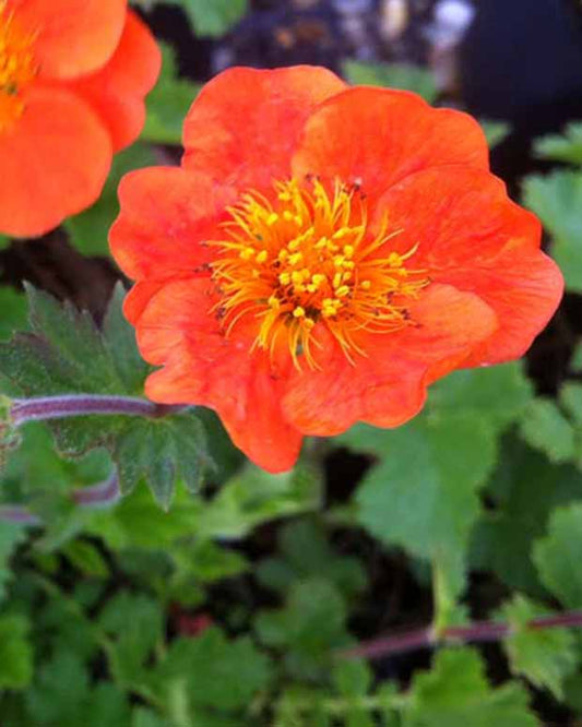 Nagelkruid Sigiswang - Geum sigiswang - Tuinplanten