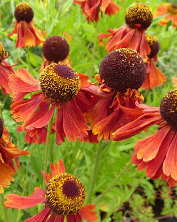 Zonnekruid Moerheim Beauty - Helenium moerheim beauty - Vaste planten