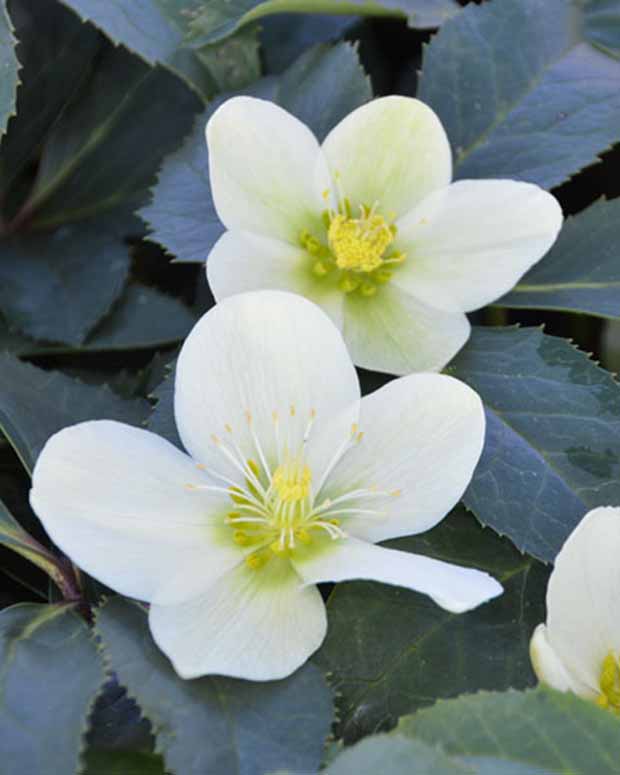 Kerstroos Snow Love - Helleborus nigercors snow love - Tuinplanten