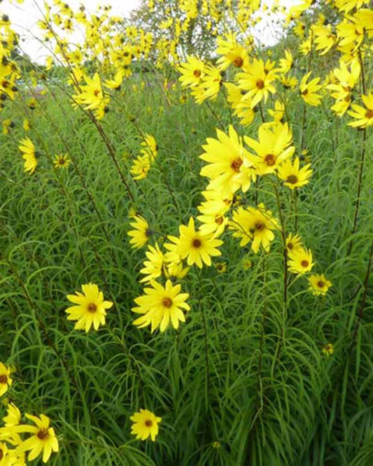 Zonnebloem - Helianthus salicifolius - Tuinplanten