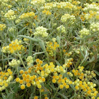 Strobloem Swefellicht - Helichrysum schwefellicht - Tuinplanten
