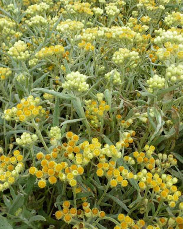 Strobloem Swefellicht - Helichrysum schwefellicht - Tuinplanten