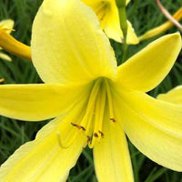 Daglelie citrine Lys d'un jour jaune - Hemerocallis citrina - Vaste planten