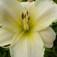 Daglelie Artic Snow Lys d'un jour - Hemerocallis arctic snow - Tuinplanten