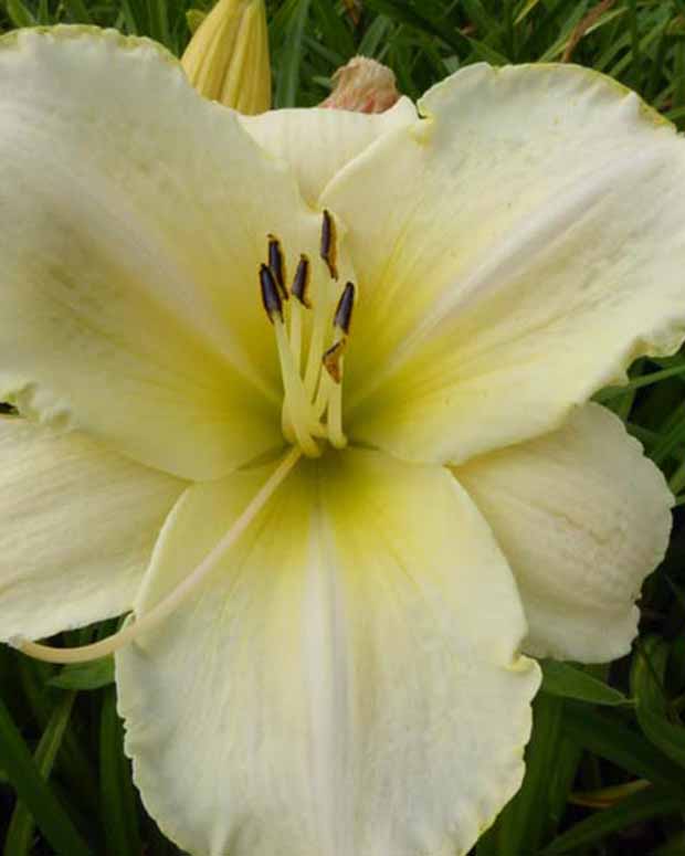 Daglelie Artic Snow Lys d'un jour - Hemerocallis arctic snow - Tuinplanten