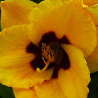 Daglelie Blackberry Candy Lys d'un jour - Hemerocallis blackberry candy - Tuinplanten