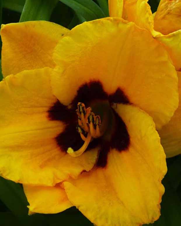 Daglelie Blackberry Candy Lys d'un jour - Hemerocallis blackberry candy - Vaste planten