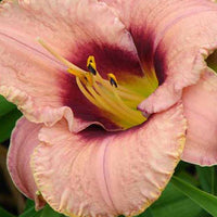 Daglelie Daring Dilemma Lys d'un jour - Hemerocallis daring dilemma - Tuinplanten