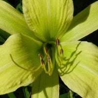 Daglelie Greenland Lys d'un jour - Hemerocallis greenland - Tuinplanten