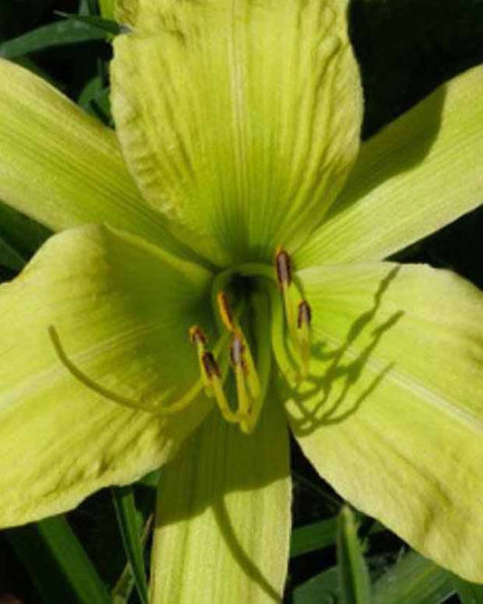 Daglelie Greenland Lys d'un jour - Hemerocallis greenland - Tuinplanten