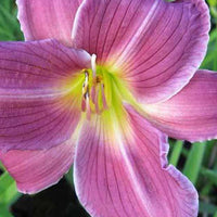 Daglelie Indian Giver Lys d'un jour - Hemerocallis indian giver - Tuinplanten