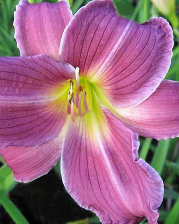 Daglelie Indian Giver Lys d'un jour - Hemerocallis indian giver - Vaste planten