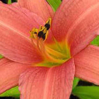 Daglelie Pink Charm Lys d'un jour - Hemerocallis pink charm - Tuinplanten