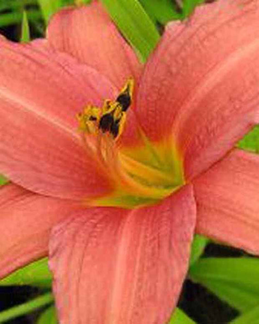 Daglelie Pink Charm Lys d'un jour - Hemerocallis pink charm - Tuinplanten