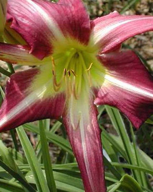 Daglelie Lys d'un jour - Hemerocallis peacock maiden - Tuinplanten