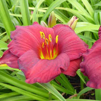 Daglelie Regency Dandy Lys d'un jour - Hemerocallis regency dandy - Tuinplanten