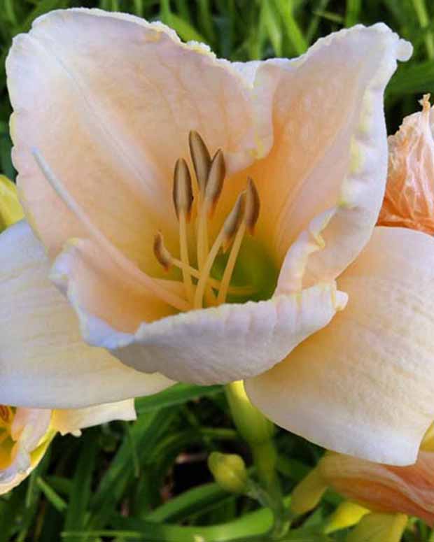 Daglelie White Temptation Lys dun jour - Hemerocallis white temptation - Tuinplanten