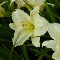 Daglelie Joan Senior Lys d'un jour - Hemerocallis joan senior - Tuinplanten