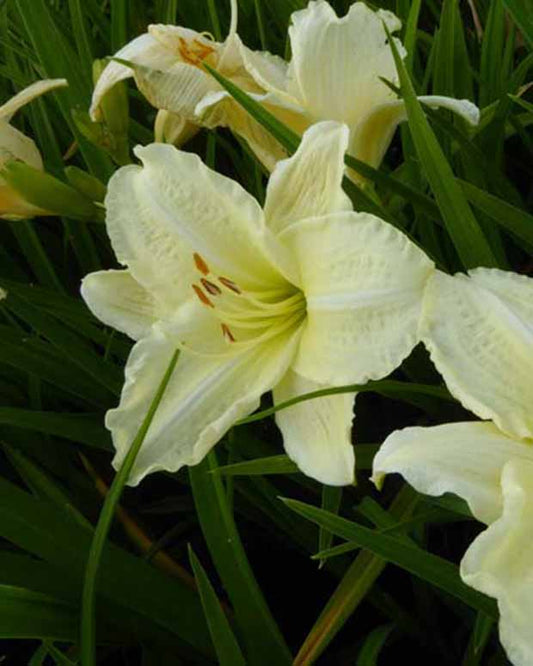 Daglelie Joan Senior Lys d'un jour - Hemerocallis joan senior - Tuinplanten