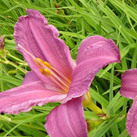 Daglelie Summer Wine Lys dun jour - Hemerocallis summer wine - Tuinplanten