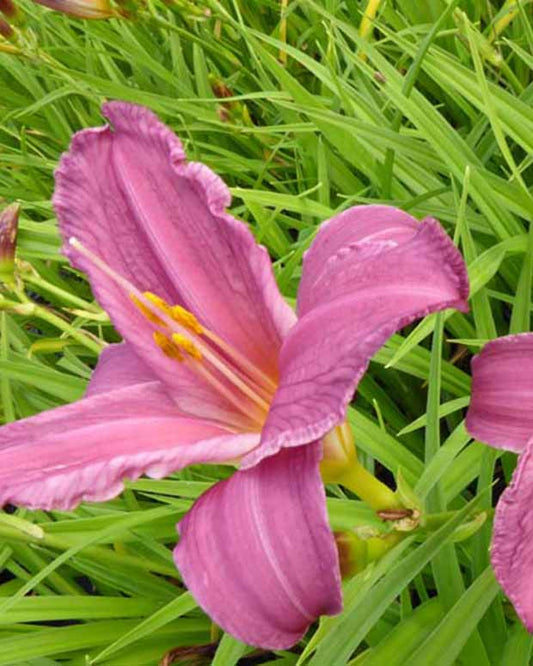 Daglelie Summer Wine Lys dun jour - Hemerocallis summer wine - Tuinplanten