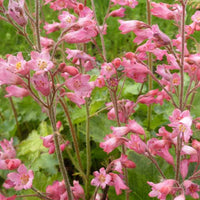 Purperklokjess Bressingham - Heuchera sanguinea bressingham hybrids - Tuinplanten