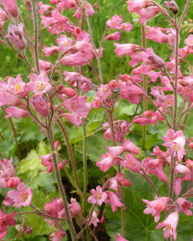 Purperklokjess Bressingham - Heuchera sanguinea bressingham hybrids - Vaste planten