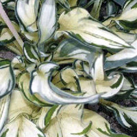 Hartlelie Fireworks Funkia - Hosta fireworks - Tuinplanten