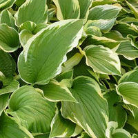 Hartlelie Antioch Funkia - Hosta antioch - Tuinplanten