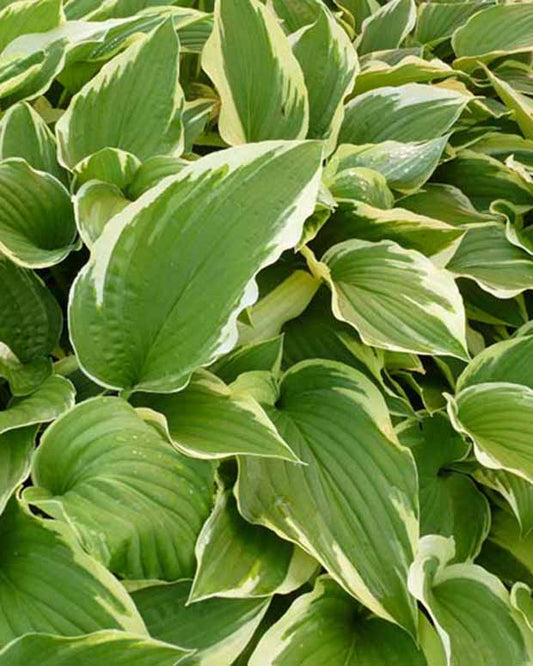 Hartlelie Antioch Funkia - Hosta antioch - Tuinplanten