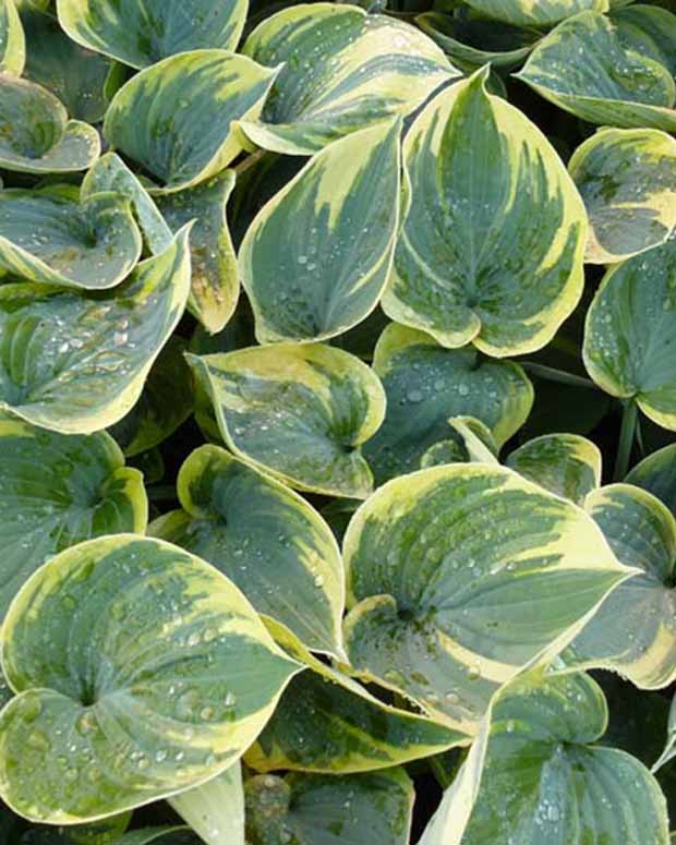 Hartlelie Aristocrat Funkia - Hosta aristocrat - Tuinplanten