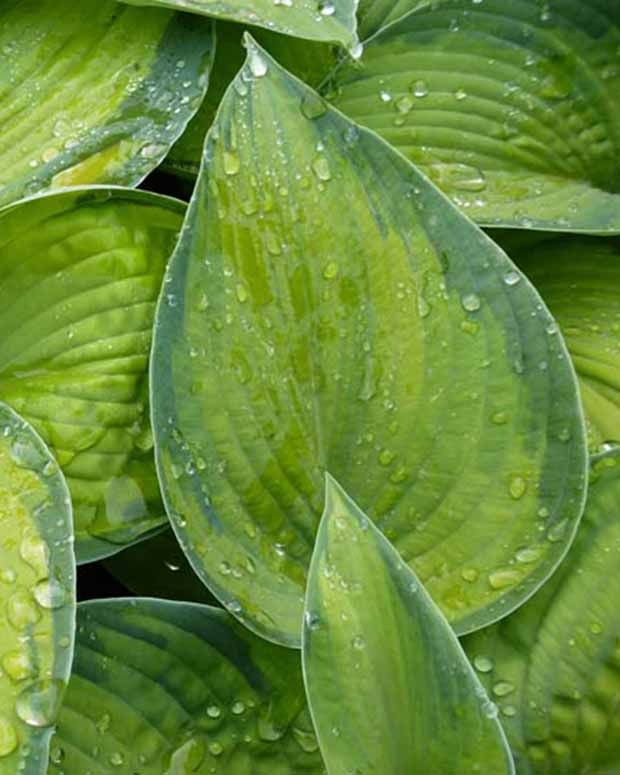 Hartlelie Bright Lights Funkia - Hosta hybride bright lights - Tuinplanten