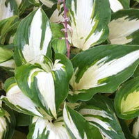 Hartlelie Christmas Candy Funkia - Hosta hybride christmas candy - Tuinplanten