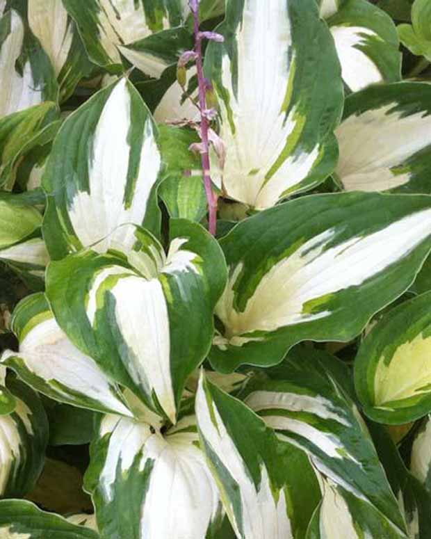 Hartlelie Christmas Candy Funkia - Hosta hybride christmas candy - Tuinplanten