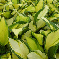 Hartlelie Color Festival Funkia - Hosta hybride color festival - Tuinplanten