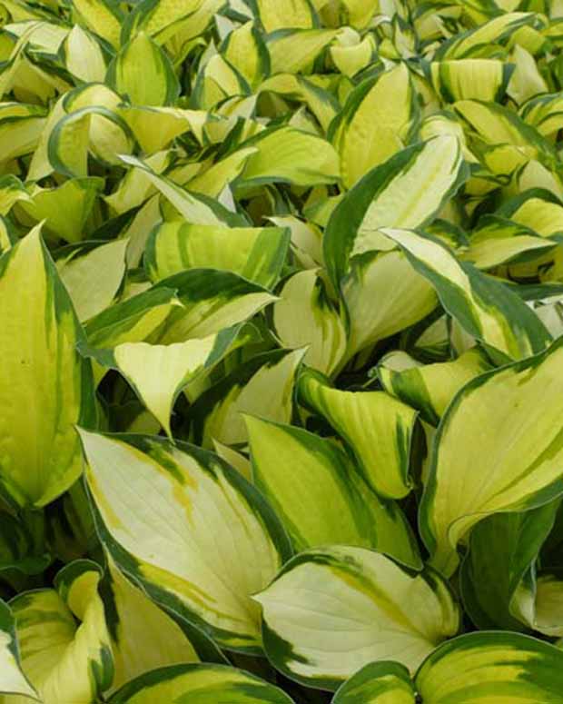 Hartlelie Color Festival Funkia - Hosta hybride color festival - Vaste planten