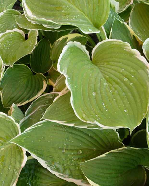 Hartlelie Frosted Jade Funkia - Hosta frosted jade - Vaste planten