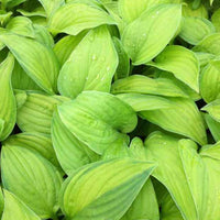 Hartlelie Guacamole Funkia - Hosta guacamole - Tuinplanten