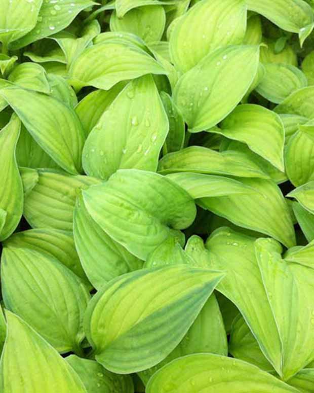 Hartlelie Guacamole Funkia - Hosta guacamole - Vaste planten