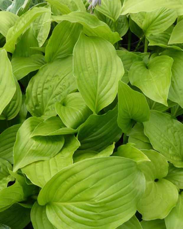 Hartlelie Hadspen White Funkia - Hosta hadspen white - Vaste planten