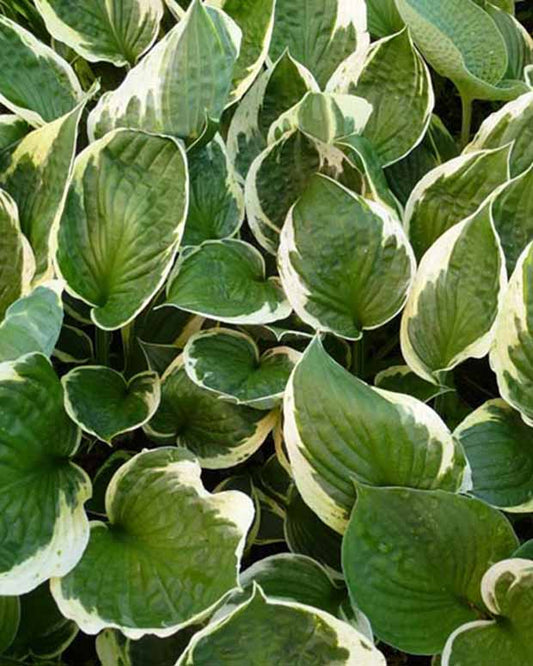 Hartlelie Independence Funkia - Hosta independence - Tuinplanten