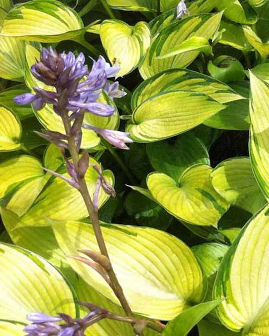 Hartlelie June Fever - Hosta june fever - Tuinplanten