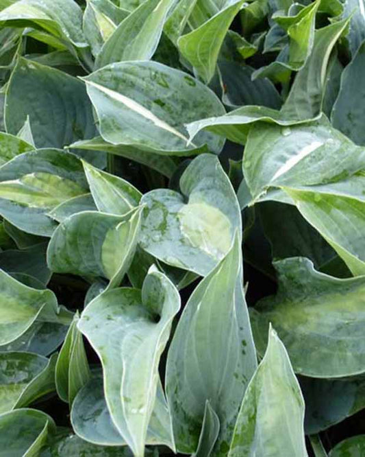 Hartlelie Kiwi Full Monty Funkia - Hosta kiwi full monty - Tuinplanten