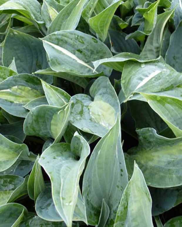 Hartlelie Kiwi Full Monty Funkia - Hosta kiwi full monty - Vaste planten