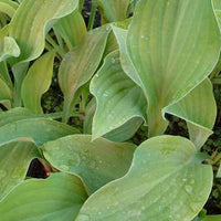 Hartlelie Krossa Regal Funkia - Hosta krossa regal - Tuinplanten