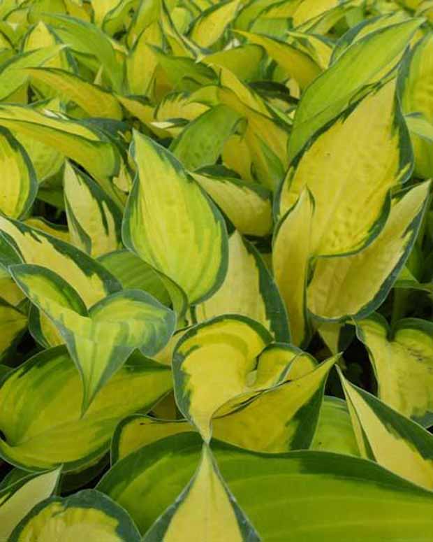 Hartlelie Orange Marmelade Funkia - Hosta hybride orange marmelade - Tuinplanten