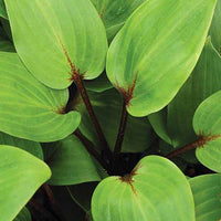 Hartlelie Purple Heart Funkia - Hosta purple heart - Tuinplanten