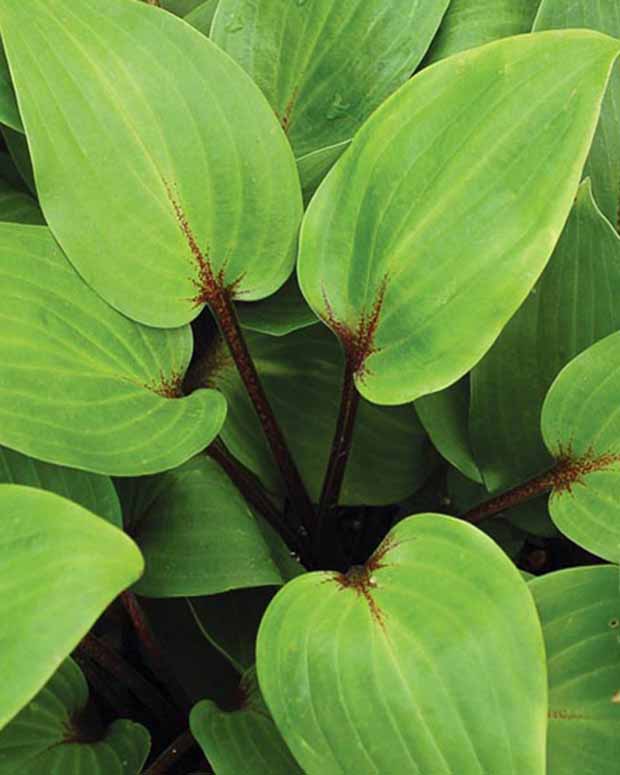 Hartlelie Purple Heart Funkia - Hosta purple heart - Vaste planten