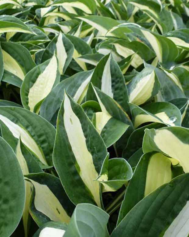 Hartlelie Risky Business - Hosta risky business - Tuinplanten