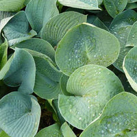 Hartlelie Ryans Big One Funkia - Hosta ryans big one - Tuinplanten